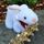 Caerbannog